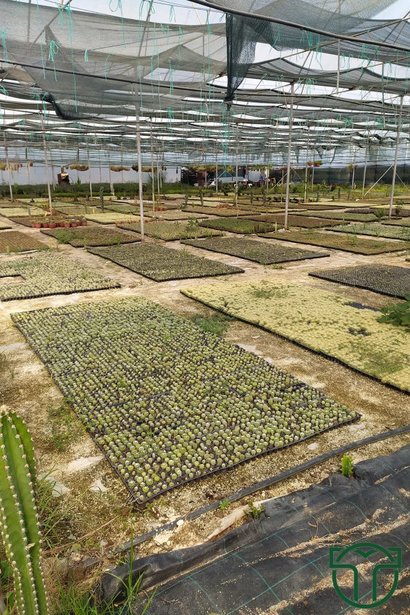 Echinocactus Grusonii Altın Fıçı Kaktüsü TOPTAN 45 Adet (1 Viyol 5.5 cm Saksıda) - 5