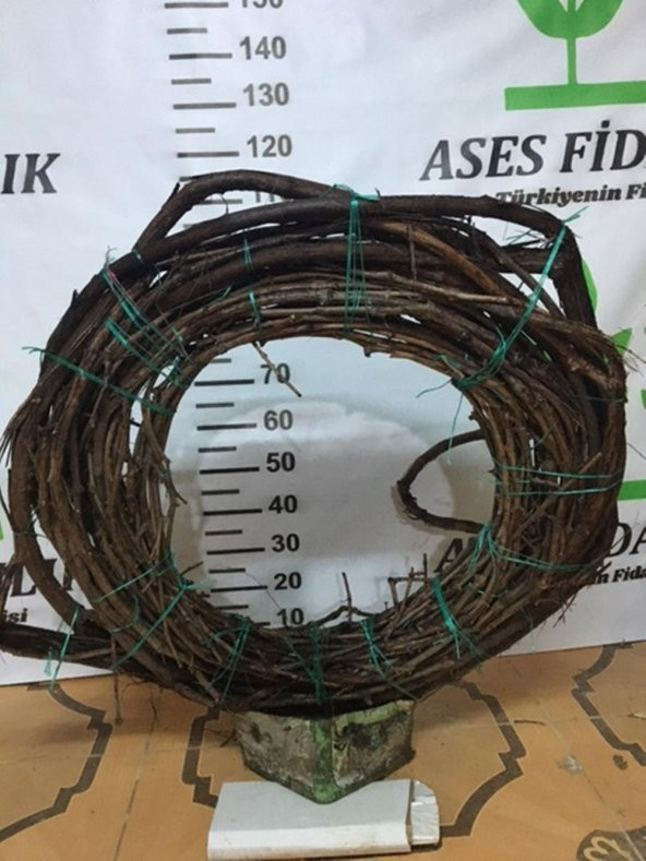 7-8 METRE RED GLOBLE ÜZÜM FİDANI(sınırlı Stok) ürün görseli