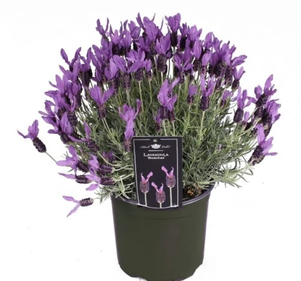 Karışık Yoğun Kokulu Lavandula F1 Tohumu ( 5 Tohum )