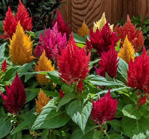 Karışık Horoz İbiği Tüy F1 Tohumu ( 50 Tohum ) - 2