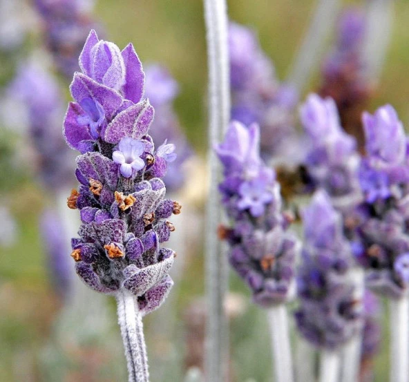 Karışık Yoğun Kokulu Lavandula F1 Tohumu ( 5 Tohum ) - 2