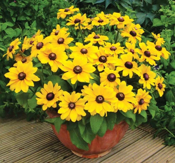 İri Rutbekya Çiçeği F1 Tohumu ( 10 Tohum ) - 2