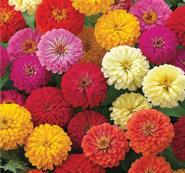 Karışık Mini Mini Zinnia Kirli Hanım Çiçeği F1 Tohumu ( 10 Tohum ) ürün görseli 1