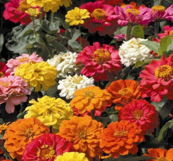 Karışık Mini Mini Zinnia Kirli Hanım Çiçeği F1 Tohumu ( 10 Tohum ) - Resim 2