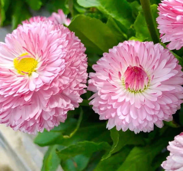 Pembe Katmerli Şeker Tabağı F1 Tohumu ( 30 Tohum ) - 2