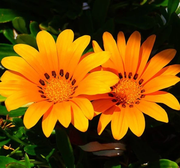 Turuncu Gazanya F1 Tohumu ( 10 Adet ) - 2