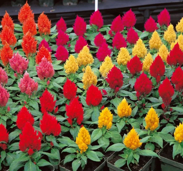 Karışık Horoz İbiği Tüy F1 Tohumu ( 50 Tohum )