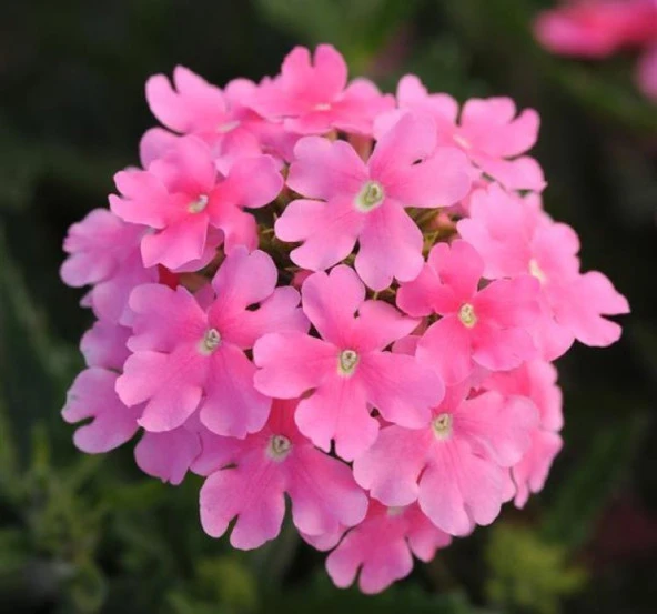 Pembe Mine Çiçeği F1 Tohumu ( 20 Tohum ) ürün görseli 1