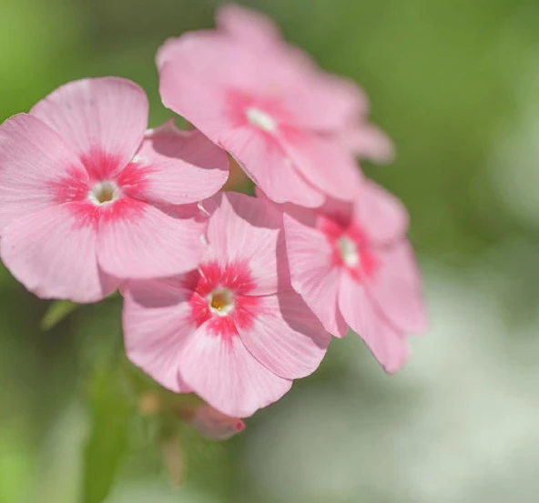 Somon Floks F1 Tohumu ( 25 Tohum ) - 2