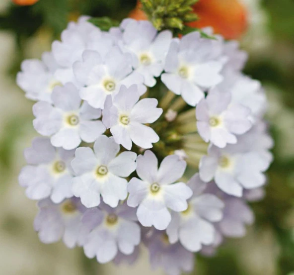 Gümüş Mine Çiçeği F1 Tohumu ( 20 Tohum ) - Resim 2