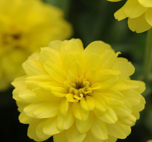 Sarı Kirli Hanım F1 Tohumu ( 10 Tohum ) - 2