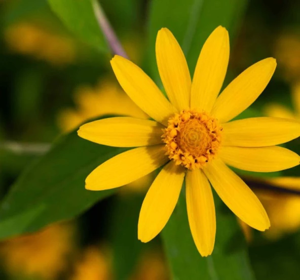 Madalyon Çiçeği F1 Tohumu ( 20 Tohum )