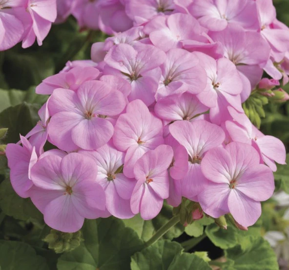 Leylak Gül Sardunya F1 Tohumu ( 10 Tohum )