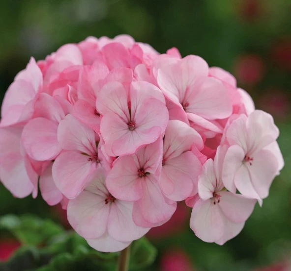 Lekeli Pembe Gül Sardunya F1 Tohumu ( 10 Tohum )