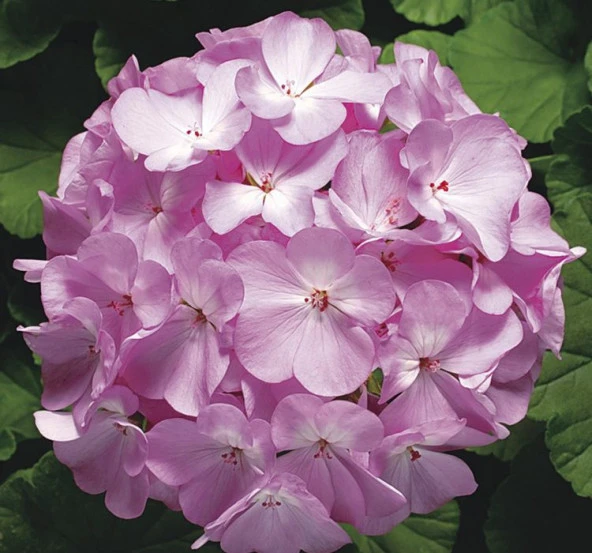 Leylak Gül Sardunya F1 Tohumu ( 10 Tohum ) - 2