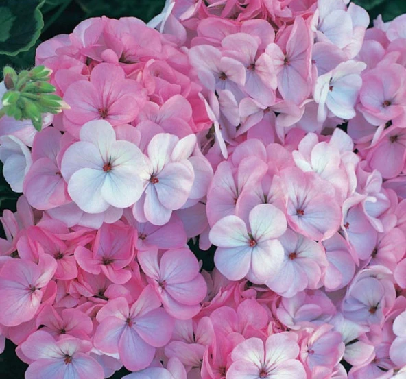 Lekeli Pembe Gül Sardunya F1 Tohumu ( 10 Tohum ) - 2