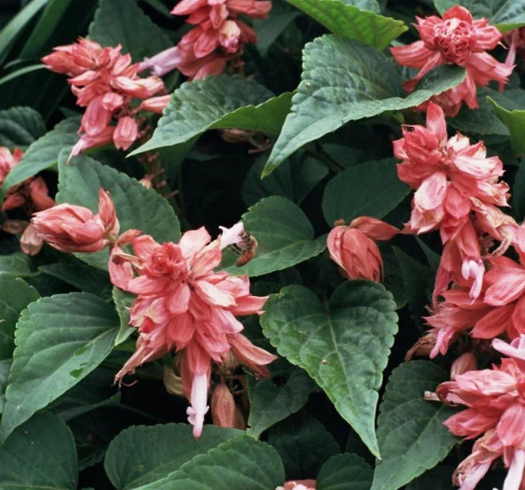 Somon Ateş Çiçeği - Salvia F1 Tohumu ( 30 Tohum ) - 2