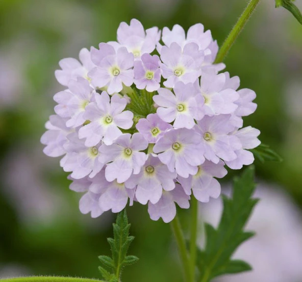 Gümüş Mine Çiçeği F1 Tohumu ( 20 Tohum ) ürün görseli 1