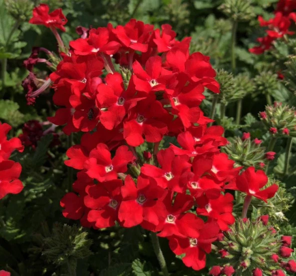 Kırmızı Mine Çiçeği F1 Tohumu ( 20 Tohum ) - Resim 2