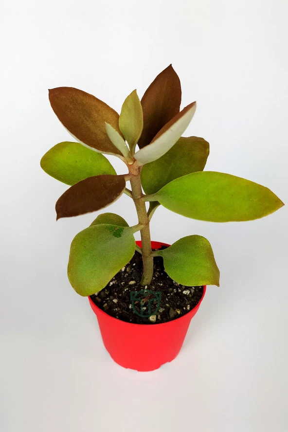 Kalanchoe Orgyalis Gold Kalanşo Çiçeği Copper Golden Spoons 8.5 cm Kırmızı Saksıda