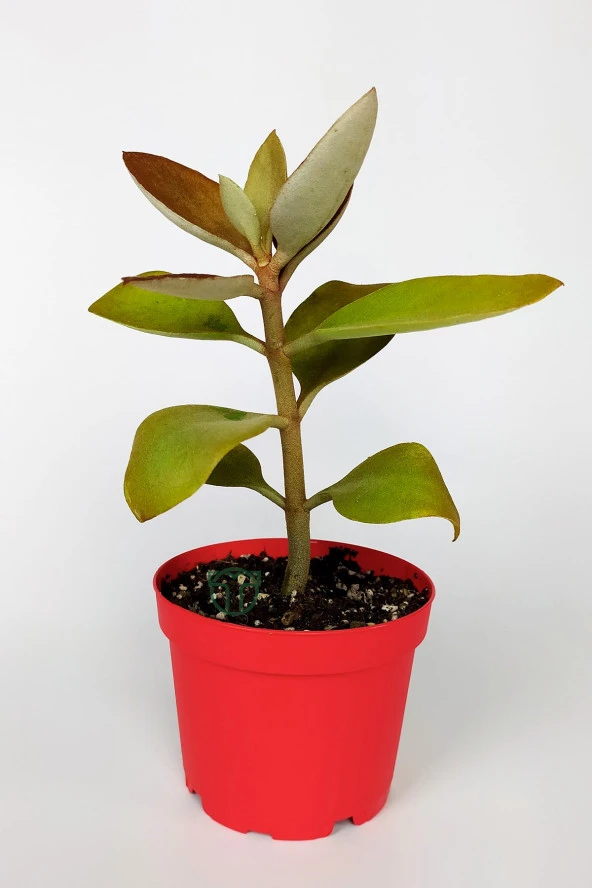 Kalanchoe Orgyalis Gold Kalanşo Çiçeği Copper Golden Spoons 8.5 cm Kırmızı Saksıda - 3