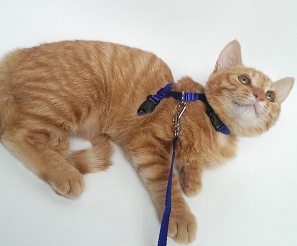 Ayarlanabilir Kedi Tasması 120 cm (4 Renk) - 2