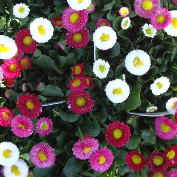 Mix Katmerli Bellis Perennis Ponpon İngiliz Çayır Papatyası Çiçeği Tohumu (100 tohum)