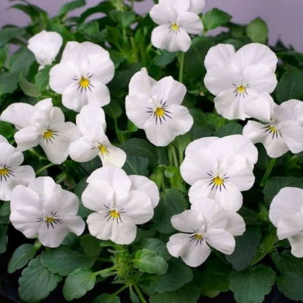 Violet Cornuta White Menekşe Çiçeği Tohumu (100 tohum)