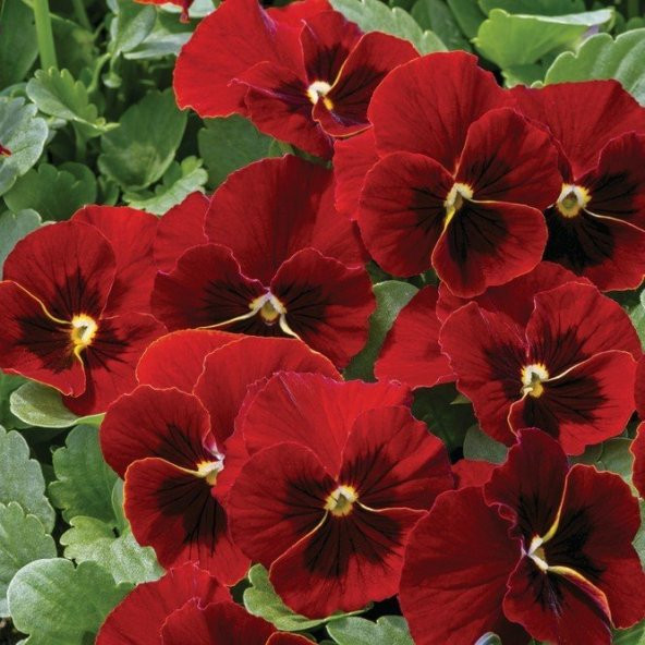 Violet Cornuta Arkwright Menekşe Çiçeği Tohumu (100 tohum) ürün görseli 1