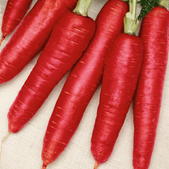 Doğal Kırmızı Atomic Red Havuç Tohumu (50 tohum)