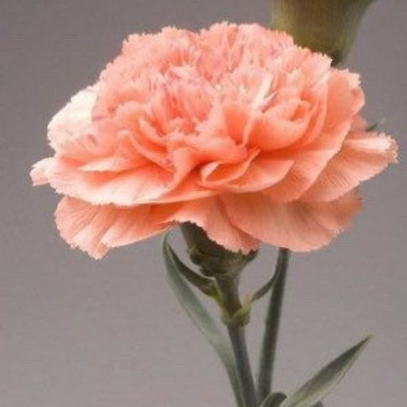 Chabaud Salmon Color Karanfil Çiçeği Tohumu (70 adet) ürün görseli 1