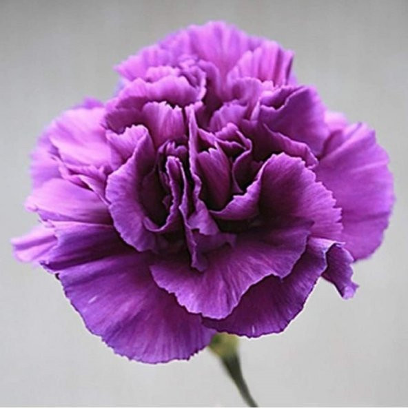 Chabaud Violet  Katmerli Karanfil Çiçeği Tohumu (70 adet)