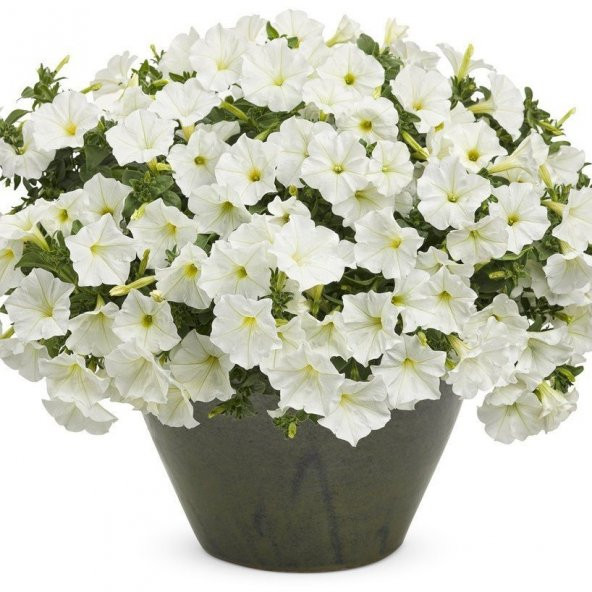 Snowball Sarkıcı Petunya Çiçeği Tohumu (100 tohum)