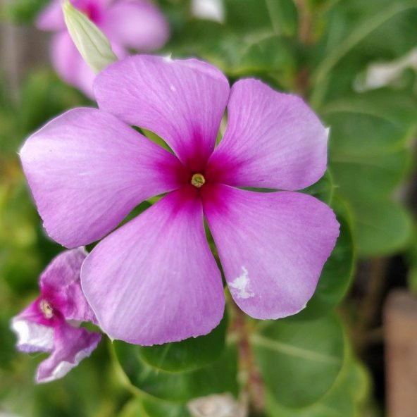 Little Pink Vinca Roseus Rozet Çiçeği Tohumu (20 Tohum) ürün görseli 1