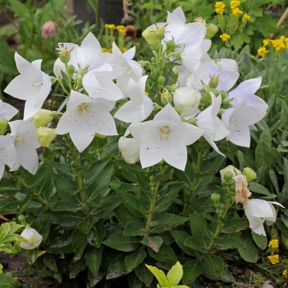 Beyaz Renkli Balon Çiçeği Tohumu White Platycodon (100 tohum)