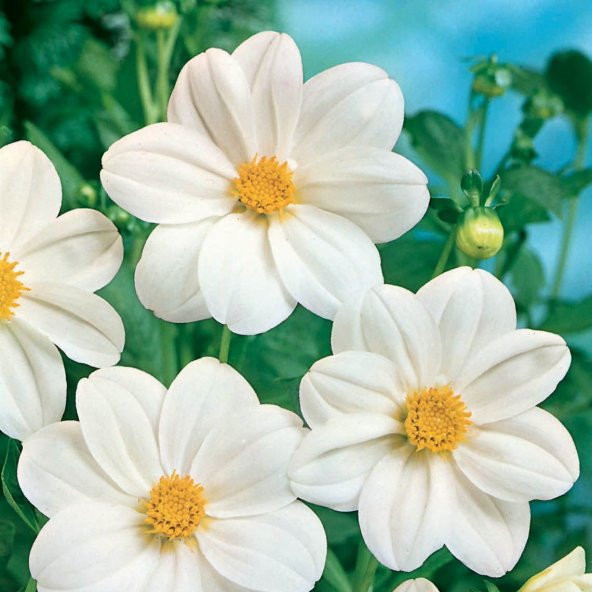 Beyaz Renkli Bodur Mignon White Dahlia Çiçeği Tohumu (80 tohum) ürün görseli 1