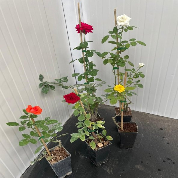 Tüplü Kokulu Yediveren Karışık Gül Fidanı Paketi (4 Adet) - Resim 2