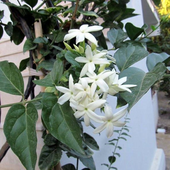 Tüplü Beyaz Çiçekli Ful Yasemin Fidanı