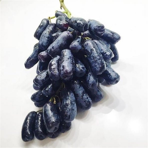 Tüplü Finger Black Çekirdeksiz Üzüm Fidanı - 2