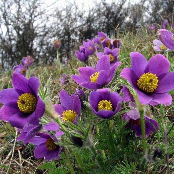 Violet Pulsatilla Vulgaris Mor Dağ Lalesi Çiçeği Tohumu (5 Tohum)