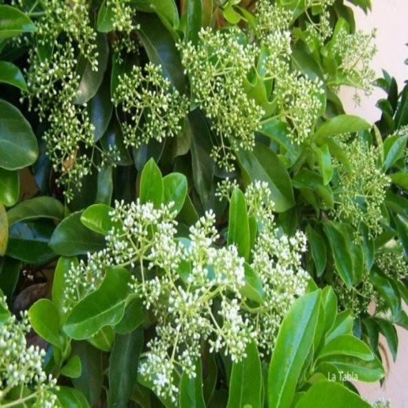 Tüplü Kartopu Viburnum Lucidum Fidanı (Daima Yeşil)
