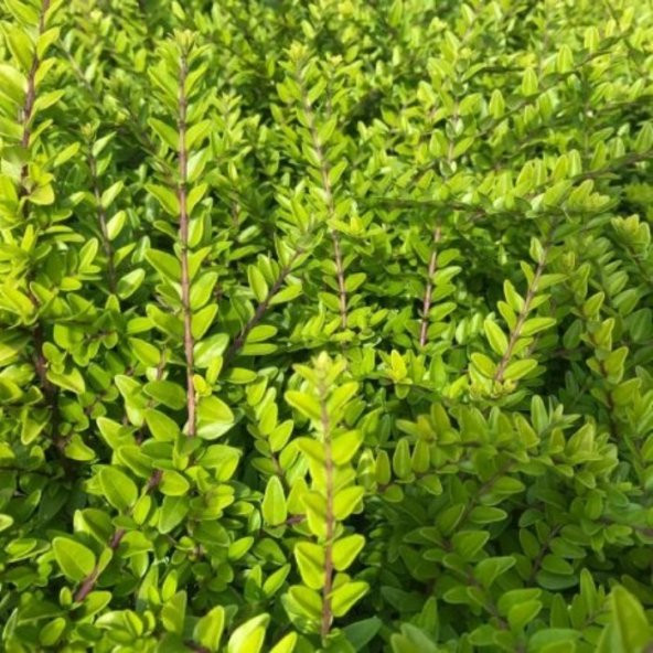 Tüplü Lonicera Pileata Bodur Hanım Eli Fidanı - Resim 2