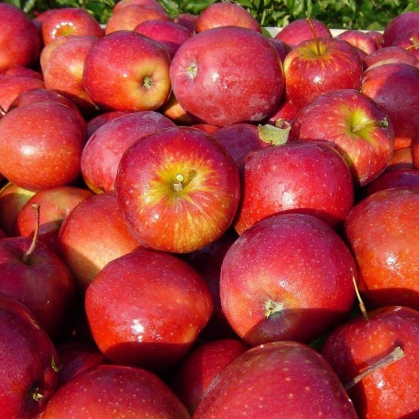 Tüplü Aşılı Tam Bodur Red Miracle Elma Fidanı