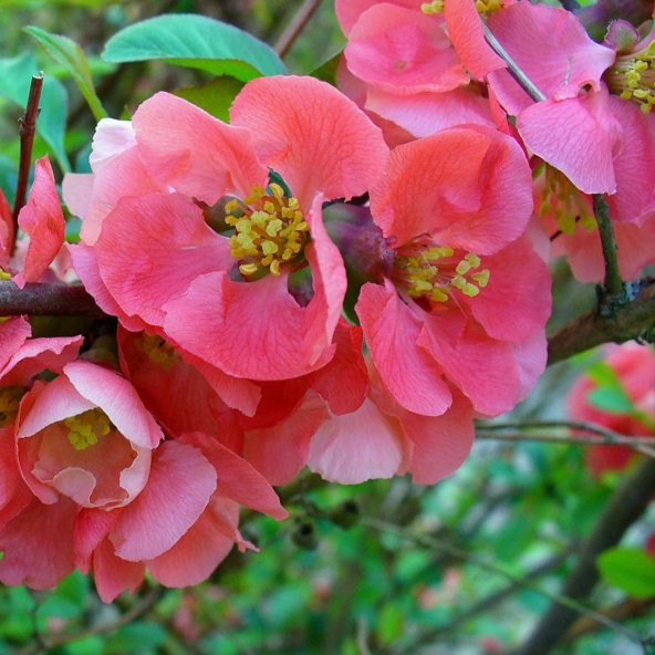 Tüplü Japon Ayvası (Japanese Quince) Fidanı