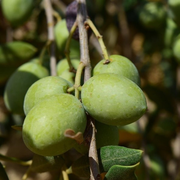 Aşılı İri Taneli Kırmalık Çizmelik Çekişte Zeytin Fidanı ürün görseli 1