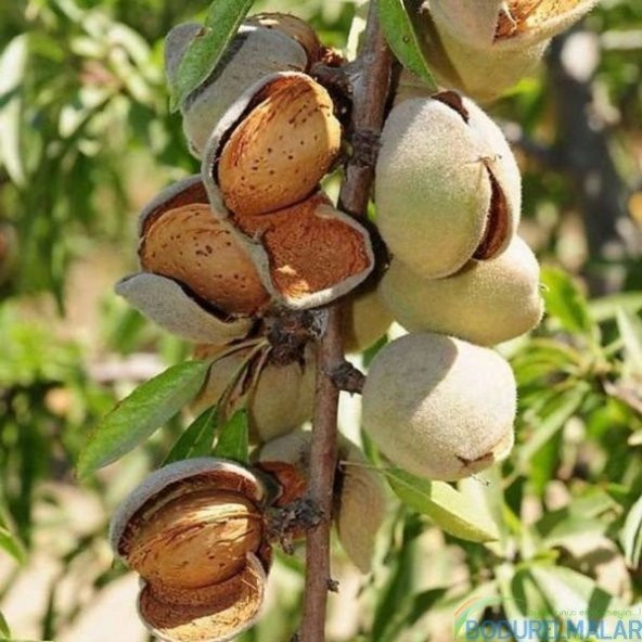 Tüplü Yarı Bodur Ne Plus Ultra Badem Fidanı ürün görseli