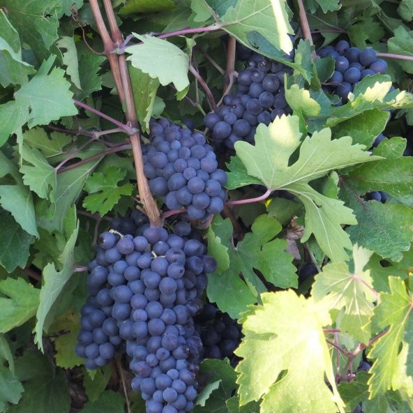 Tüplü İri Salkımlı Nevşehir Dimrit Üzüm Fidanı - 1