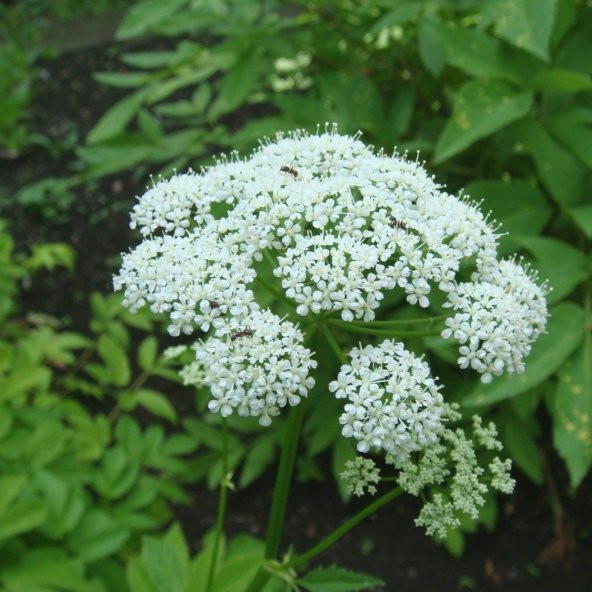 Şifali Boneset Çiçeği Tohumu (50 tohum) ürün görseli 1