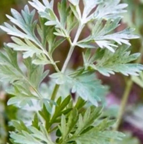 Doğal Pelin Otu Tohumu (50 tohum) ürün görseli 1
