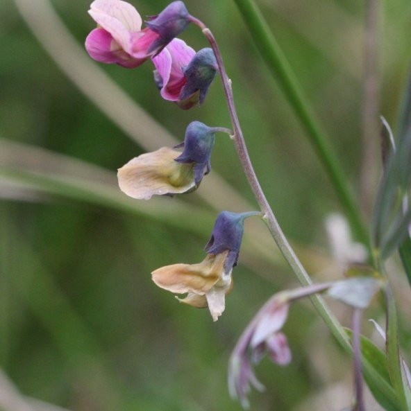 Doğal Burçak Otu Tohumu (30 tohum) ürün görseli 1
